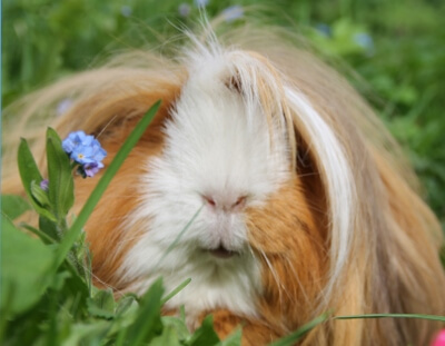 Langhaarmeerschweinchen in einer Wiese mit Vergissmeinnicht